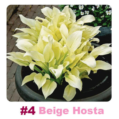 🌱 100 Mixed Hosta Jardin Perennials Lily Flower Seeds 🇺🇸 Cultivated in USA