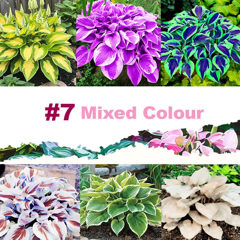 🌱 100 Mixed Hosta Jardin Perennials Lily Flower Seeds 🇺🇸 Cultivated in USA
