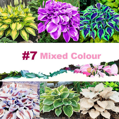 🌱 100 Mixed Hosta Jardin Perennials Lily Flower Seeds 🇺🇸 Cultivated in USA