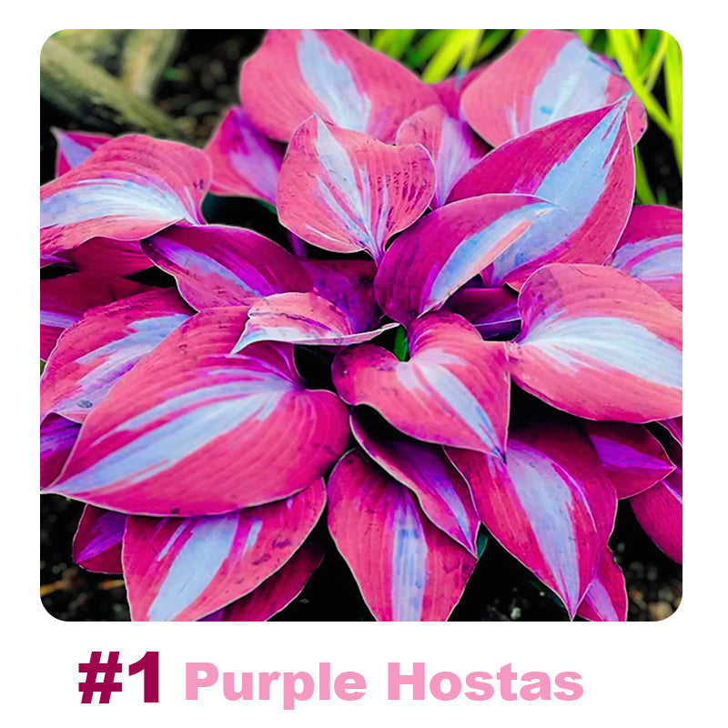 🌱 100 Mixed Hosta Jardin Perennials Lily Flower Seeds 🇺🇸 Cultivated in USA