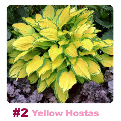 🌱 100 Mixed Hosta Jardin Perennials Lily Flower Seeds 🇺🇸 Cultivated in USA