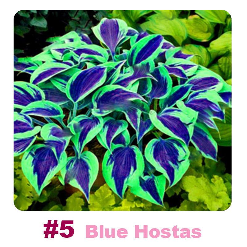🌱 100 Mixed Hosta Jardin Perennials Lily Flower Seeds 🇺🇸 Cultivated in USA
