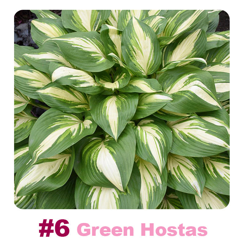 🌱 100 Mixed Hosta Jardin Perennials Lily Flower Seeds 🇺🇸 Cultivated in USA