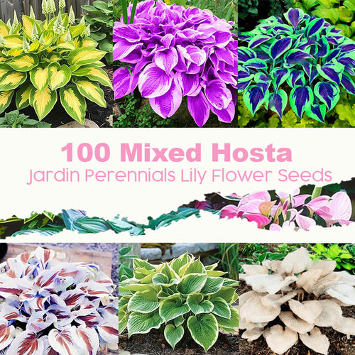 🌱 100 Mixed Hosta Jardin Perennials Lily Flower Seeds 🇺🇸 Cultivated in USA